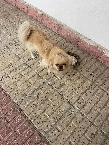 pomeranian dişi: Pekines, 1 il, Dişi — 2