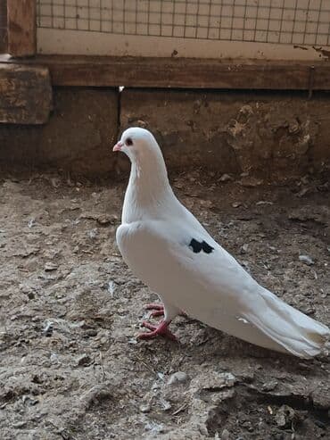 Gəmiricilər: 2 si də erkək di çep tutulmadı morun 4+ uçuşu var — 1
