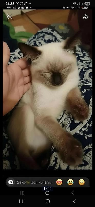 balaca ev itleri ve qiymetleri: Ünvandan götürmə — 6