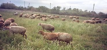 mal qoyun: Qoyun sürüsü – ət və yun istiqamətli - Növ: yerli qarışıq cinslər — 5