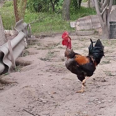 (boğaz və boyun hissəsi tüksüz). xoruz satlir aktiv saglam xoruzdu 1