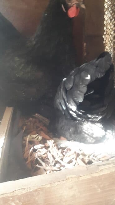 Heyvanlar üçün mallar: Avstrolop mayali yumurta. Deneynen.1.50qep kasetnen.40 azn Bawqa — 6