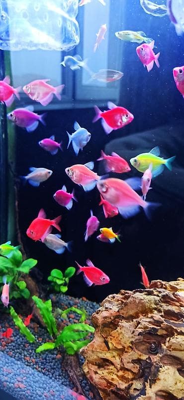 Glofish, Sülhsevər