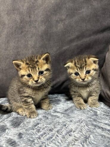 Птицы: Шиншилла, Самец, Самка — 1