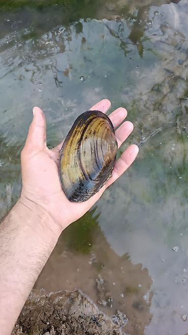 Təzə tutulan çay midyesi (şirin su molyuskası) - Növ: Şirin su