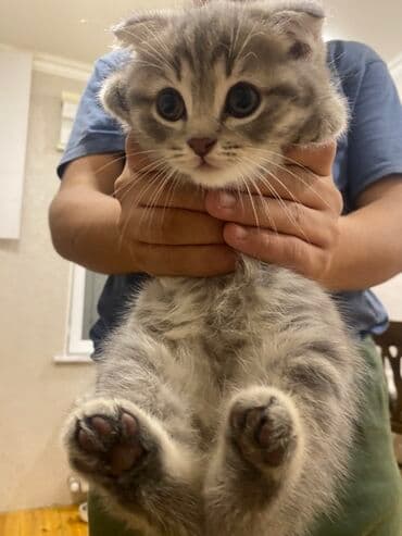 heyvan barınağı: Şotland yastı qulaq, Ünvandan götürmə, Pulsuz çatdırılma, Ödənişli çatdırılma — 6