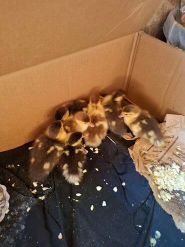 Mallar: ördək balaları qarsiq sort Təsvir: - Bir qutuda saxlanılan