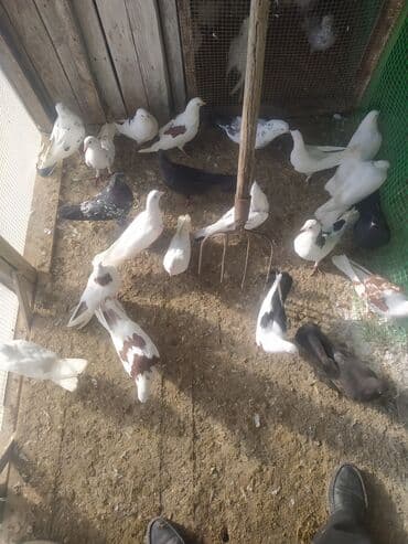 Məhsul: müxtəlif rəng və naxışlarda ev göyərçinləri dəsti Təsvir: -