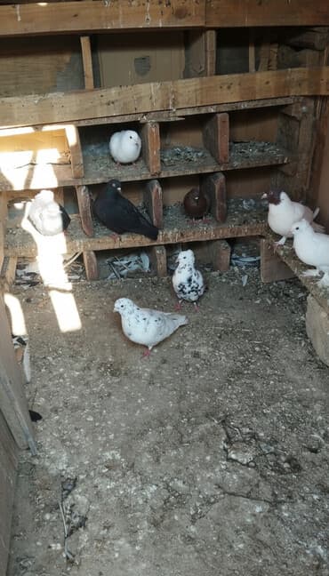 Qiymət hamsina aiddi tek tek satilmir lalafo.az -da Qiymət hamsina aiddi tek tek satilmir