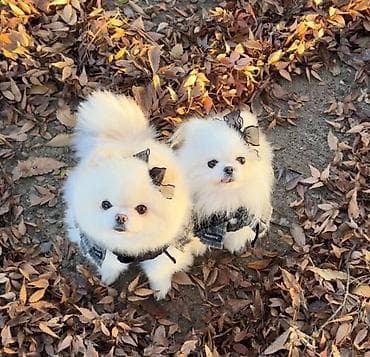 2 ay, Dişi, Sənədli, Ünvandan götürmə lalafo.az -da 2 ay, Dişi, Sənədli, Ünvandan götürmə