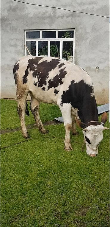 anqus dana: Qaramal – erkək dana (qara-ağ alaca) simental 1 il 8 ayliq hundur — 10