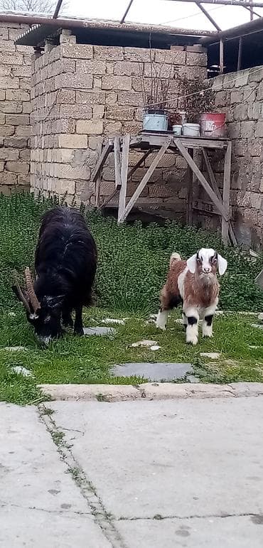 heyvanlar keci: Salam ana bala balası erkekdi saglam arpa yonca yeyen heyvandı real — 2