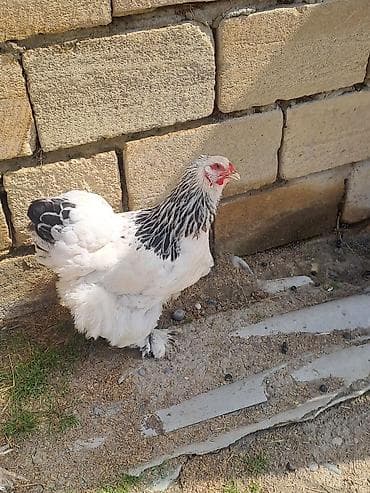 heyet qazi: Satılır: Brama (Brahma) cins toyuq Xüsusiyyətlər: - Rəng: ağ gövdə — 1