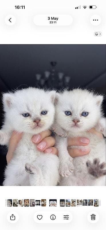 золотая шиншилла купить: Brona açıqdır. 14.04.2016 doğumlu Valideynlər: • Ana: Silver — 3