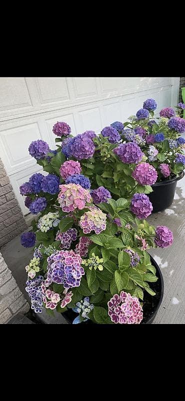 yaz gulləri: Məhsul: Saksıda hortensiya (Hydrangea) - Rənglər: mavi, bənövşəyi — 8