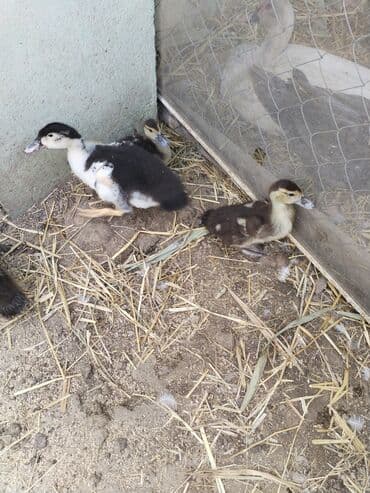 mirvari ordək: Muscovy (hinduşka ördəyi) balaları satılır. Xüsusiyyətlər: - Cins — 2