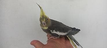 qus: Korella quşudu 2 aylıq sağlam baladır . 1 erkəy 1 dişi . 1 nin — 6