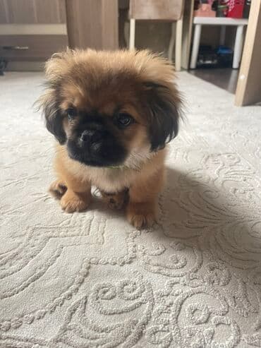 doberman itləri: Pekines — 2