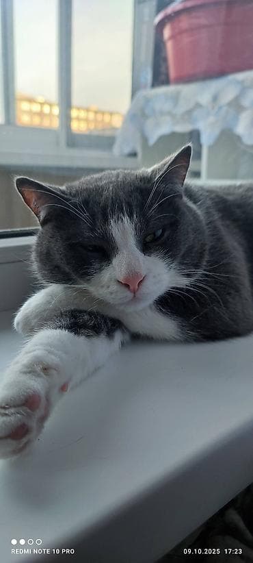 ingilis setteri it cinsi: Erkək, Yaxşı əllərə, Ünvandan götürmə — 4