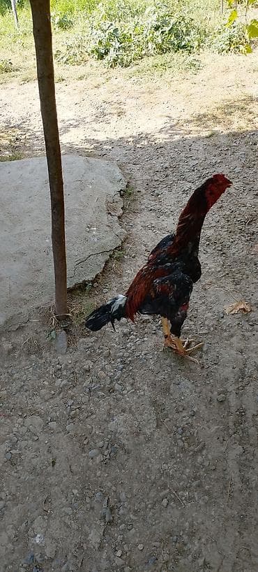 derzi quşu: Salam aleykum təmiz qan hevan isdiyən buyurusun cinisi türk dü təmiz — 2
