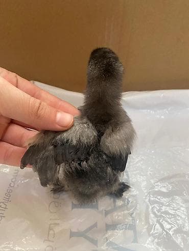 xarkov cuceler: Toyuq cücələri, Damazlıq — 7