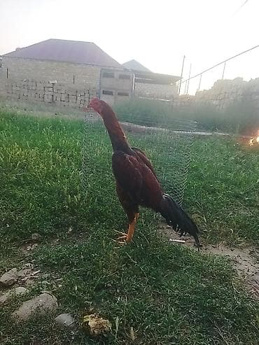 barter xoruz: Temiz brazildi 5 ay yarım qanına cinsine cavabdehem luboy tayını — 2