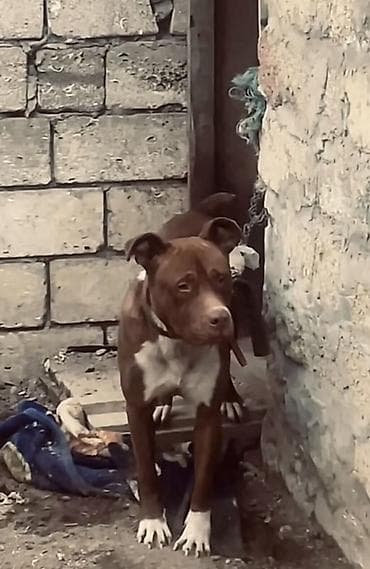 pitbul balasi: Pitbul — 2