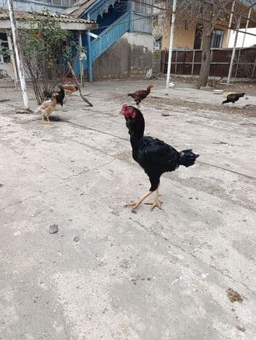 kanada sortu hinduska: Aseel tipli döyüşçi xoruz - Cins: Aseel tipli, hündürboy, uzun — 2