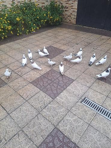 Ev göyərçinləri – ağ və ağ-boz naxışlı - Növ: ev/ucan göyərçinlər -