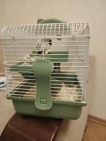 Heyvanlar üçün mallar: Hemstr gefesi icində 2 hemstr birisi ag və gara giyməti 55 aznreal — 2