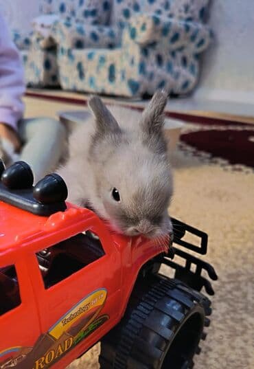 lider toyuq cinsi: Dovsan balalari topdan Ve tek satilir. Yerli ve cins balalar — 8
