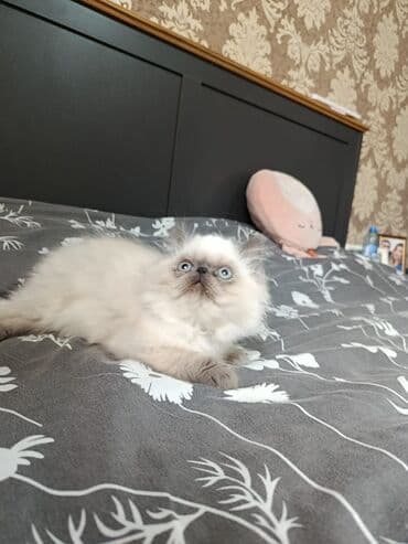 отдам в хорошие руки породистых котят: Персидская — 1