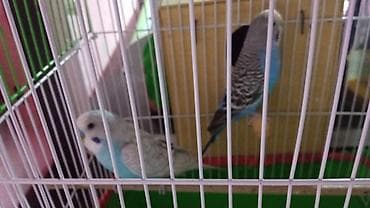 qızıl balıq akvarium: Cut yuvayla birlikde — 1