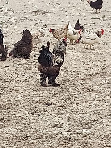 Toyuq, Brama, Damazlıq