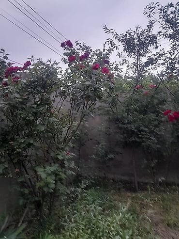 bileceri evleri: Biləcəri 3 otaqlı, 108 kv. m, Təmirsiz — 6