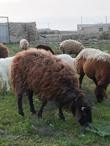 Məhsul: Qoç satılır qumral Qala qoçu qəşəng çəkisi var Təsvir: -