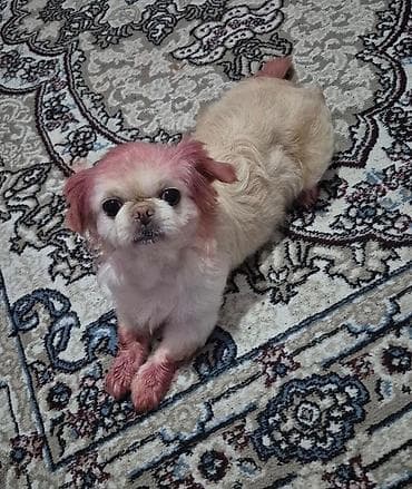 Digər heyvanlar: Pekines, 2 il, Dişi — 1