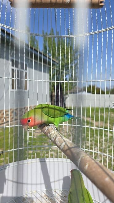 dekarativ quslar: Satilr dişdi 5 aylq erkeyde var isdeyen olsa cutun munasb ederem — 4