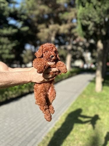 heyvan it: Pudel, 2 ay, Dişi, Peyvəndli, Ünvandan götürmə — 6