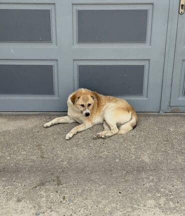 ən yaxşı it adları: 2 il, Erkek — 3