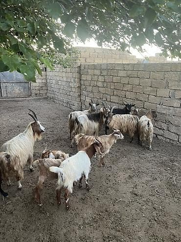 heyvan yemi: Qoyun-qoç təsərrüfatı üçün xırdabuynuzlu heyvan sürüsü - Növ: Keçi — 3