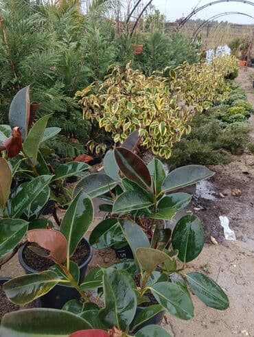 perlit qiyməti: Gul cicek agaclar qazonlasrlma torf gubresi,perlit,torpaq,peyin — 7