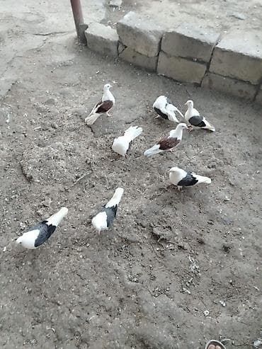 goyercin satilir: Quşlar satılır cemi 8denedir 5 göy çəp 3 qırmızı çep 160 son qiymət — 2