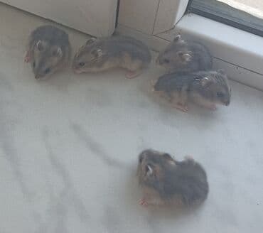 питомники собак в баку: Xamyak (cunqarik balaları) 1 aylıqdılar, ələ tam öyrəşdirilib — 1