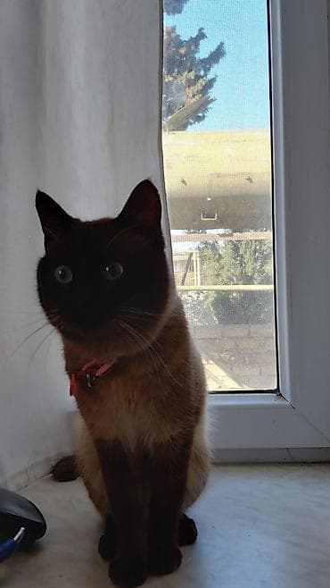 siam pisiyi haqqinda: Siam — 3