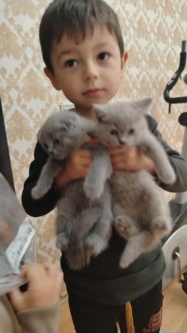 сколько стоит вислоухий кот: Шотладская вислоухая — 2