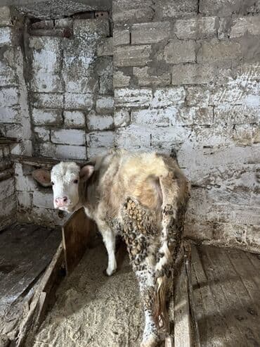 Daraq panellər: Dana, buzov, Dişi, ay: 4, Ətlik — 1