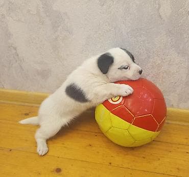 Heyvanlar üçün mallar: 2 ay, Dişi, Ünvandan götürmə — 7