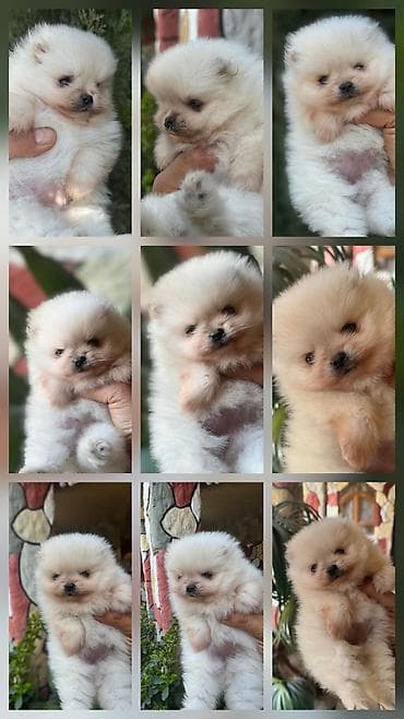 bala pitbul: Şpitz — 1