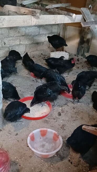 toyuga verilen adlar: Toyuq, Ətlik — 2